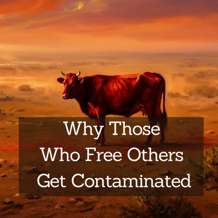 The Paradox of the Red Heifer