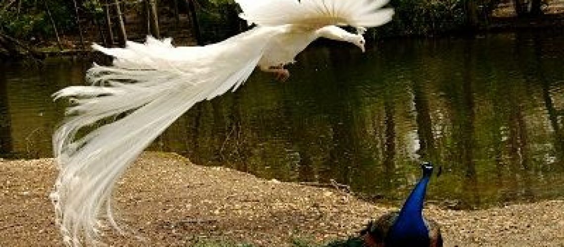 white-peacock-fly